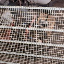 Сетки для птичников